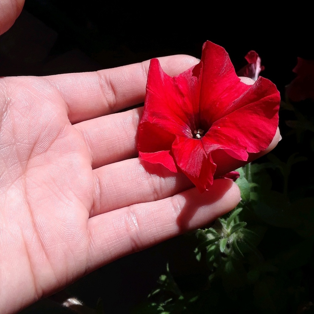 Meet your Posher, Jacqueline